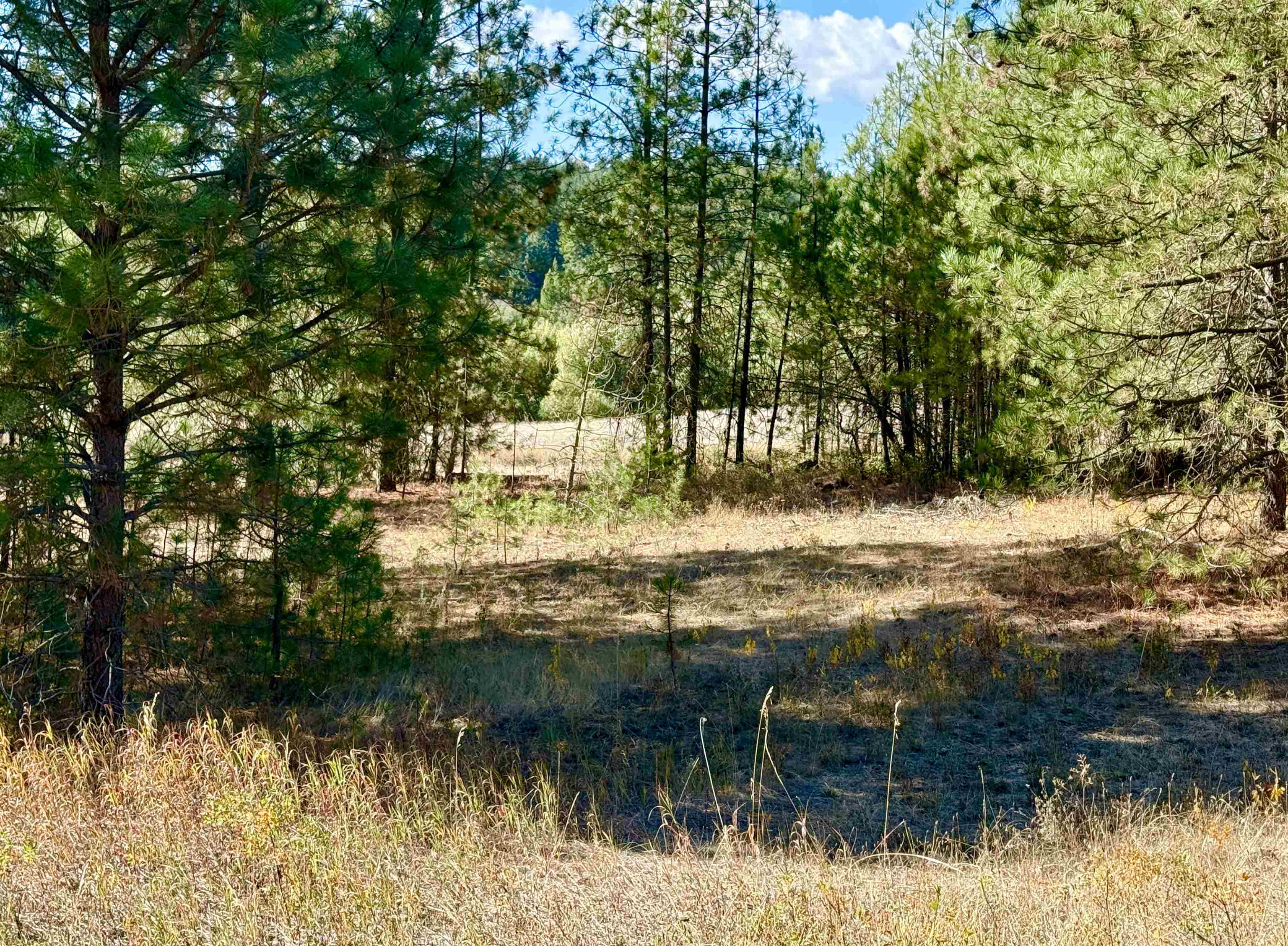 3961 Highway 231 Springdale, WA 99173 - Photo 14 of 46