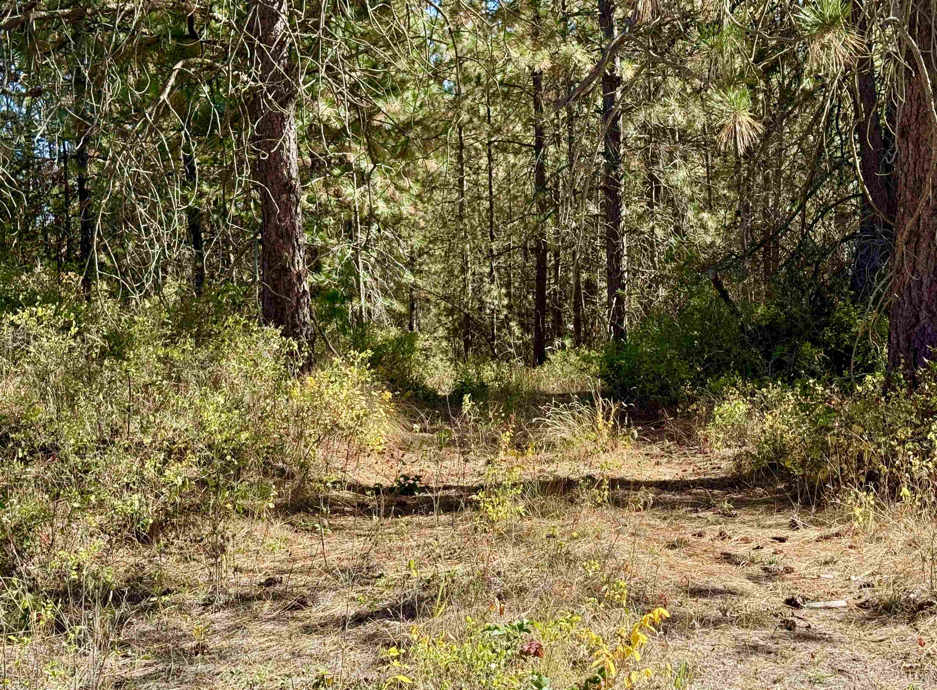 3961 Highway 231 Springdale, WA 99173 - Photo 18 of 46