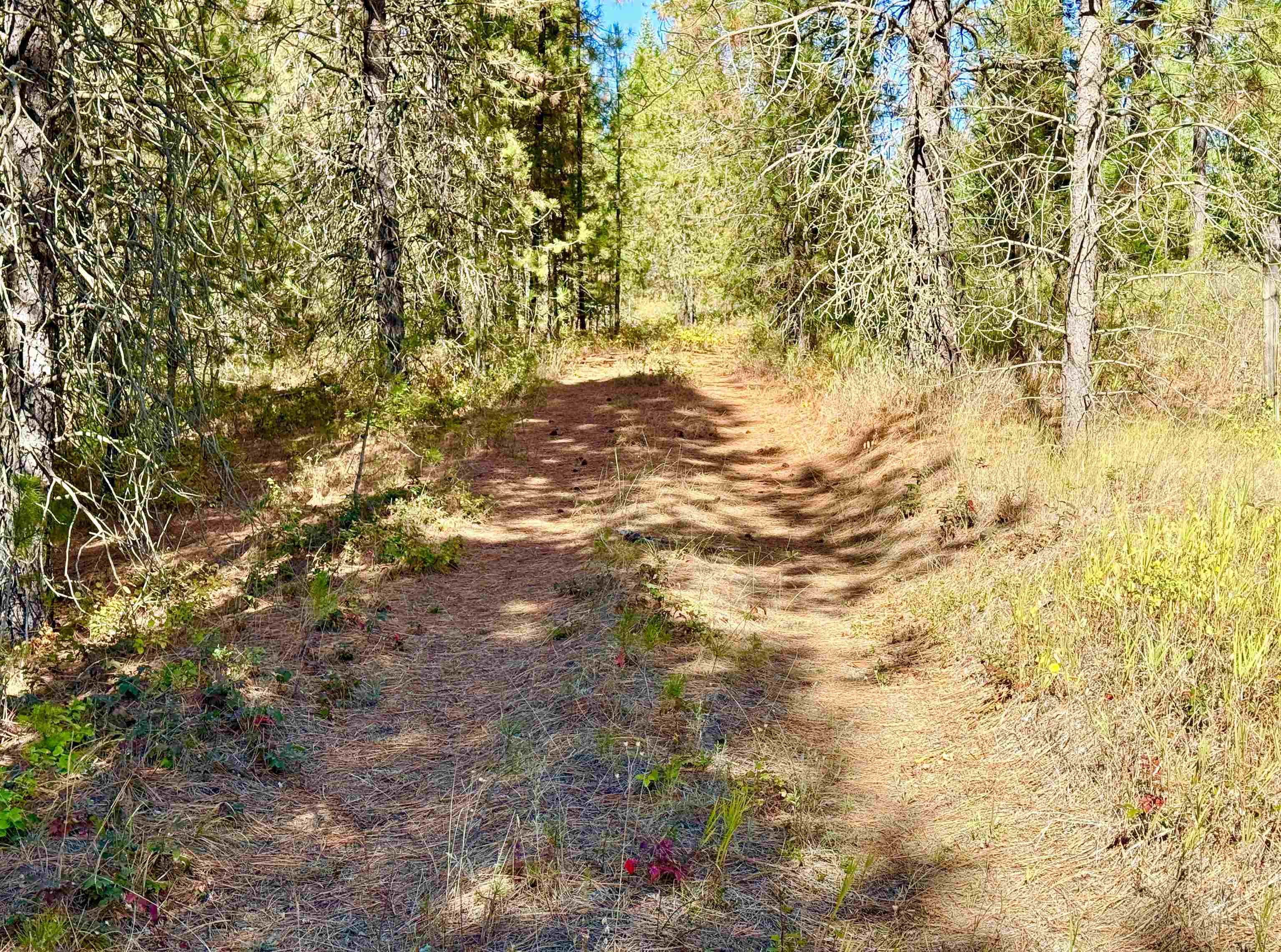 3961 Highway 231 Springdale, WA 99173 - Photo 19 of 46