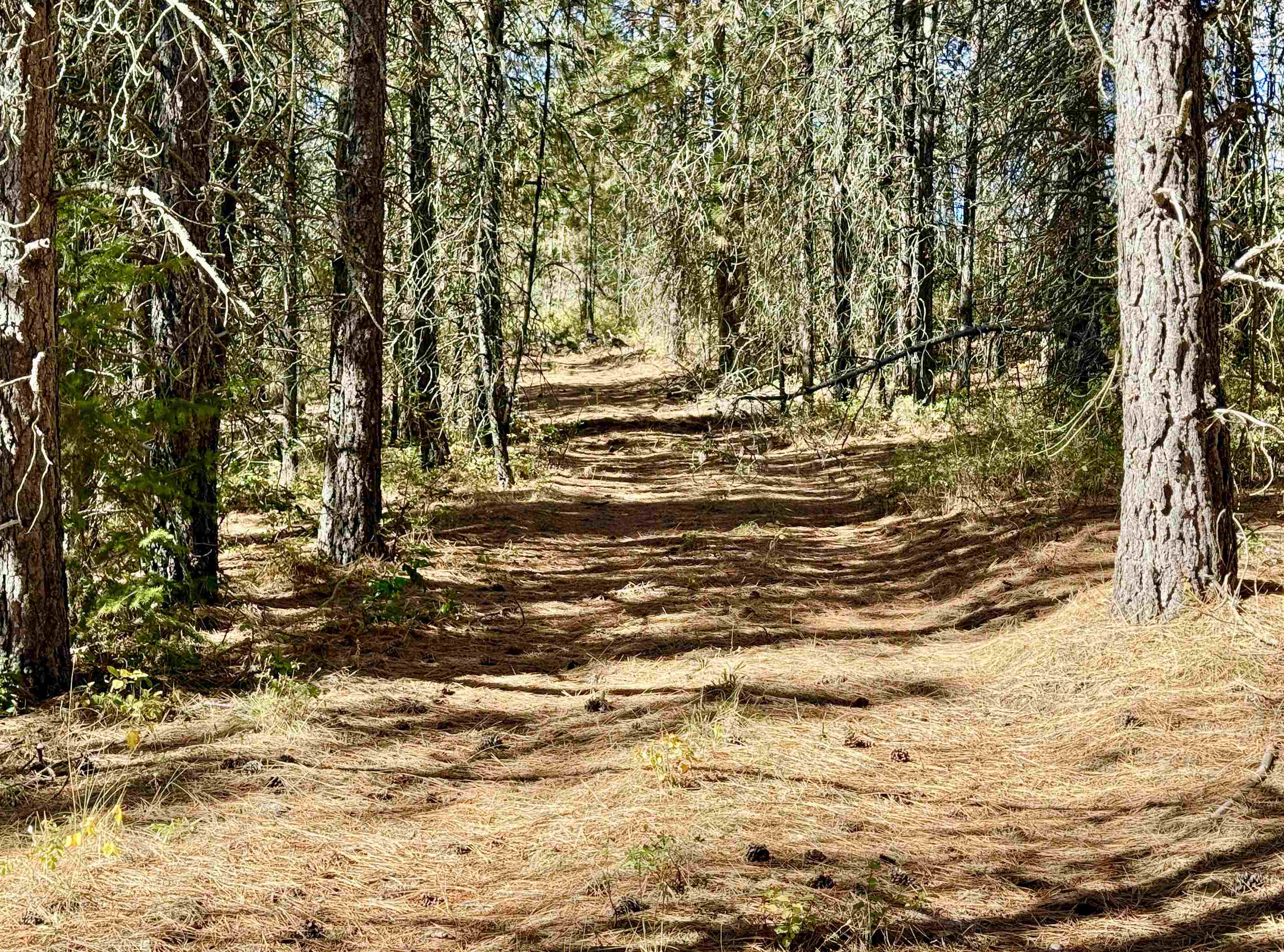 3961 Highway 231 Springdale, WA 99173 - Photo 23 of 46