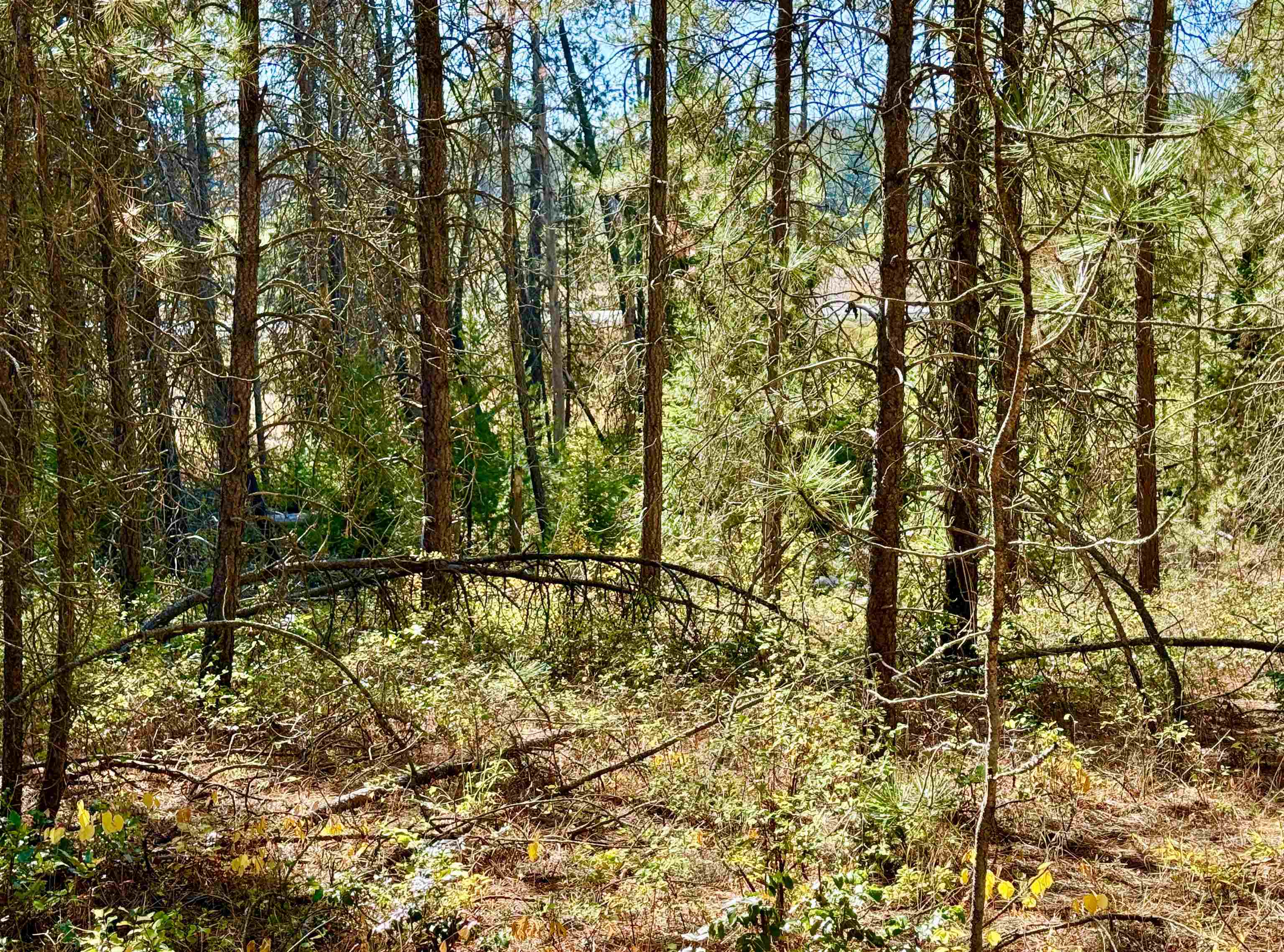 3961 Highway 231 Springdale, WA 99173 - Photo 24 of 46