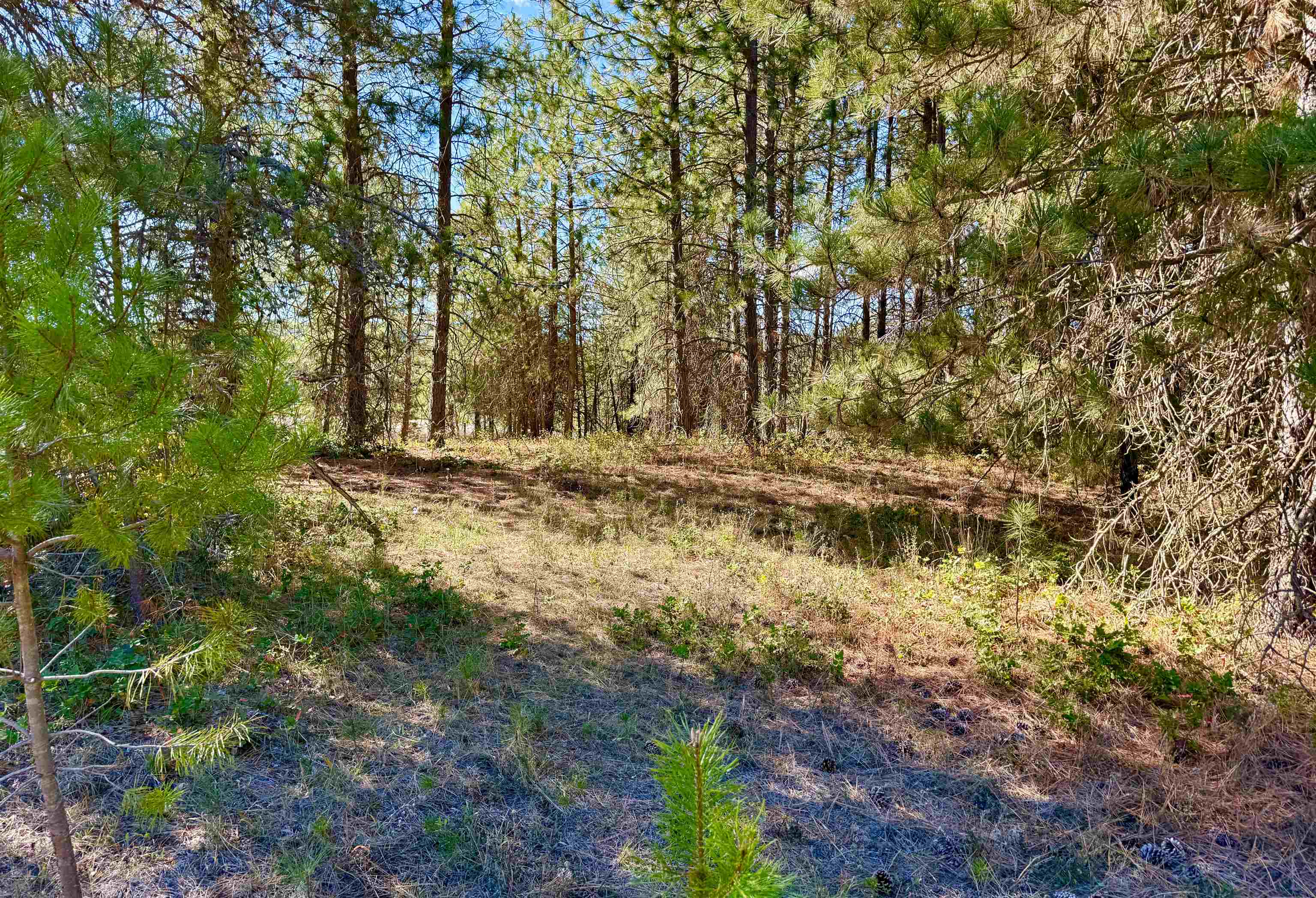 3961 Highway 231 Springdale, WA 99173 - Photo 25 of 46