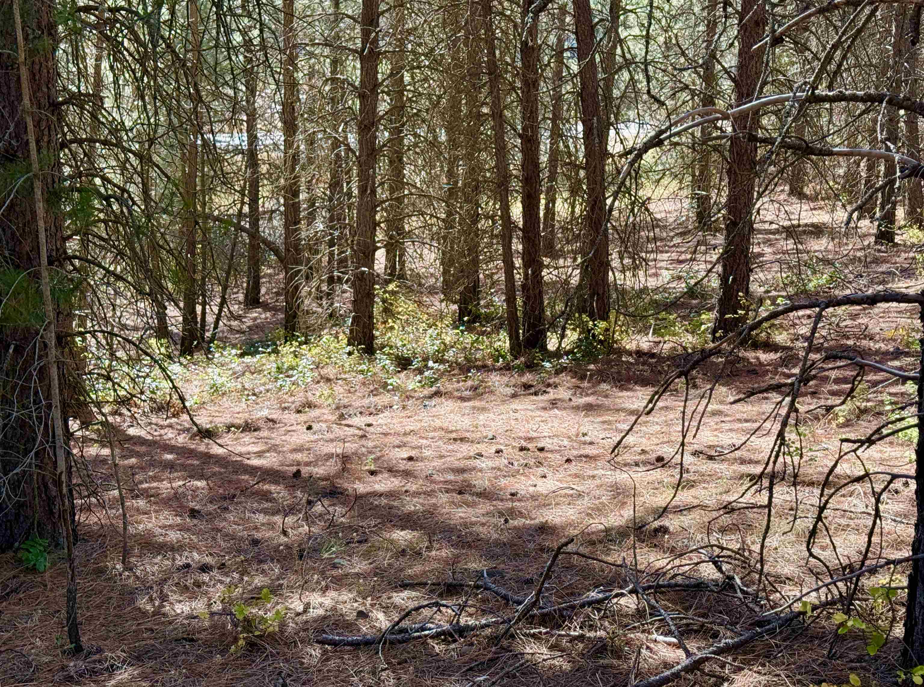 3961 Highway 231 Springdale, WA 99173 - Photo 28 of 46