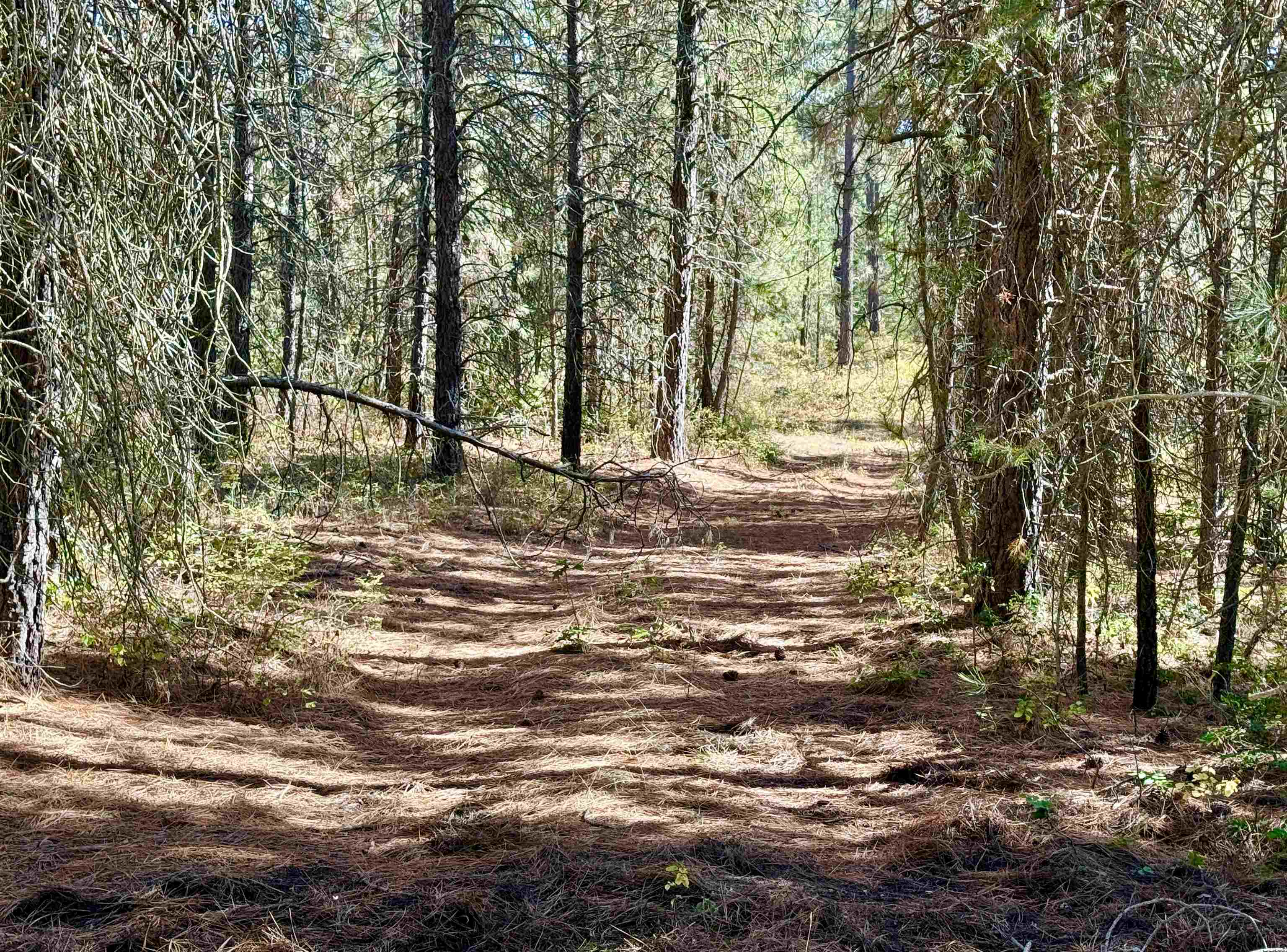 3961 Highway 231 Springdale, WA 99173 - Photo 29 of 46