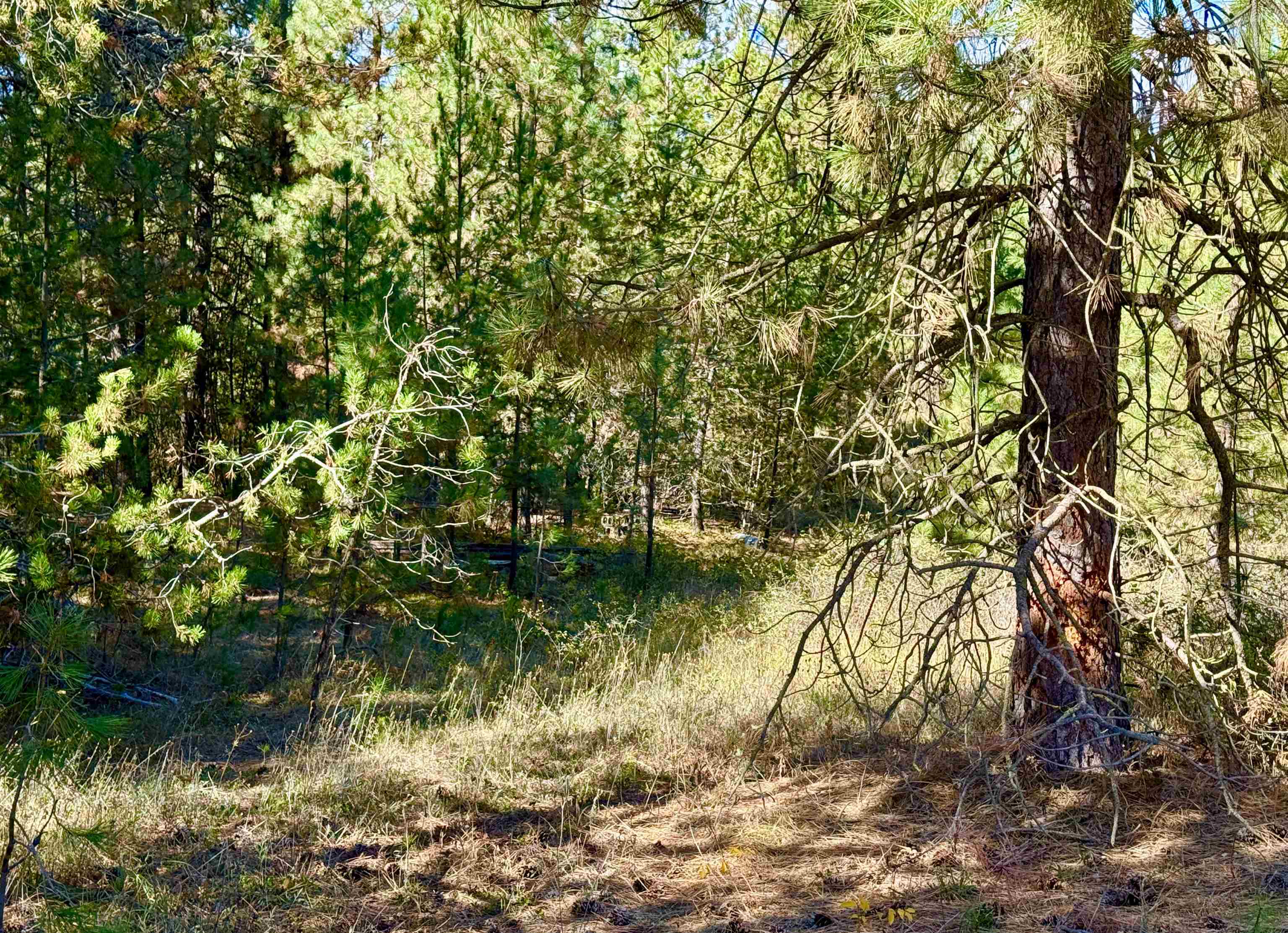 3961 Highway 231 Springdale, WA 99173 - Photo 30 of 46