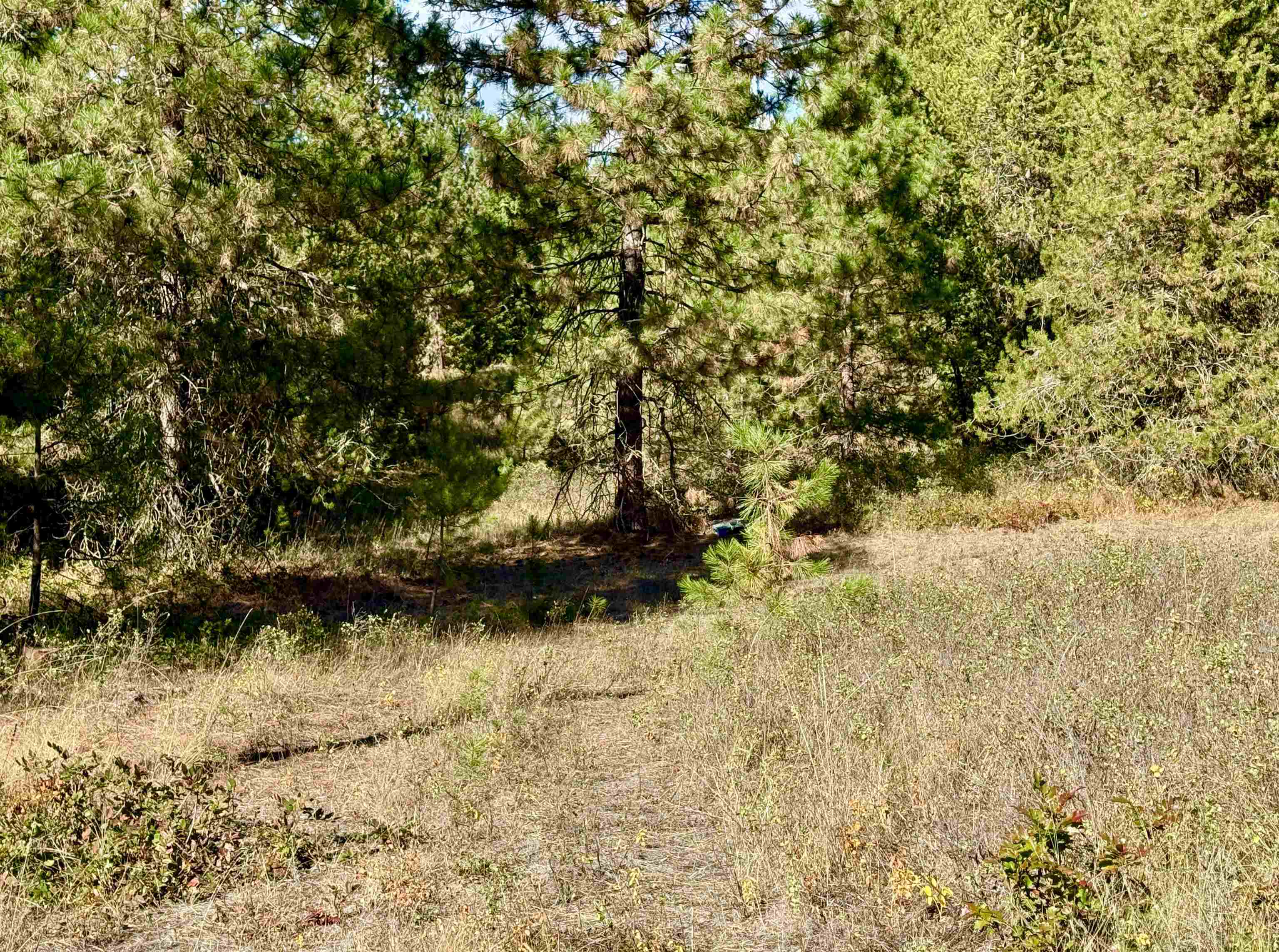 3961 Highway 231 Springdale, WA 99173 - Photo 3 of 46