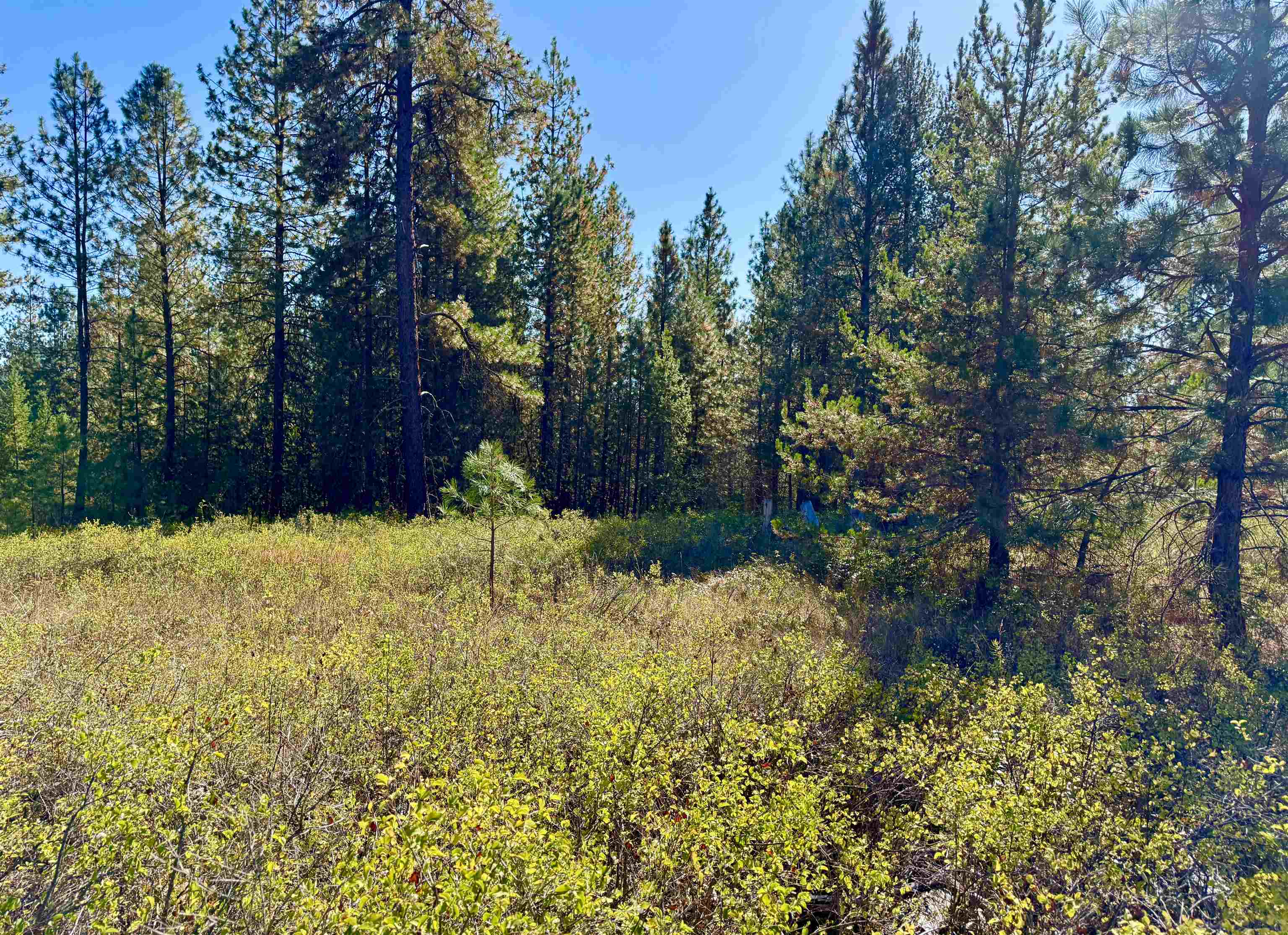 3961 Highway 231 Springdale, WA 99173 - Photo 31 of 46