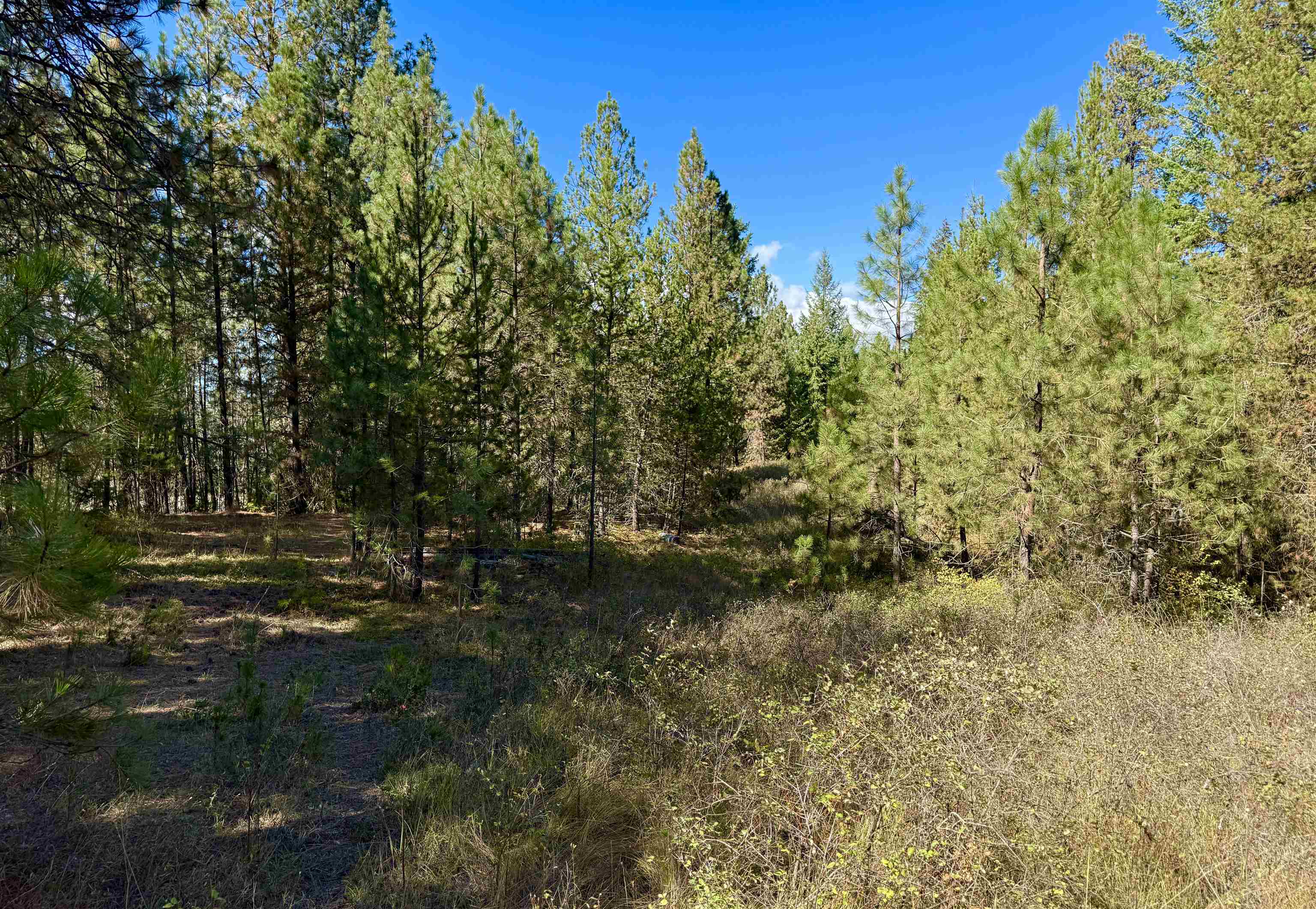 3961 Highway 231 Springdale, WA 99173 - Photo 33 of 46