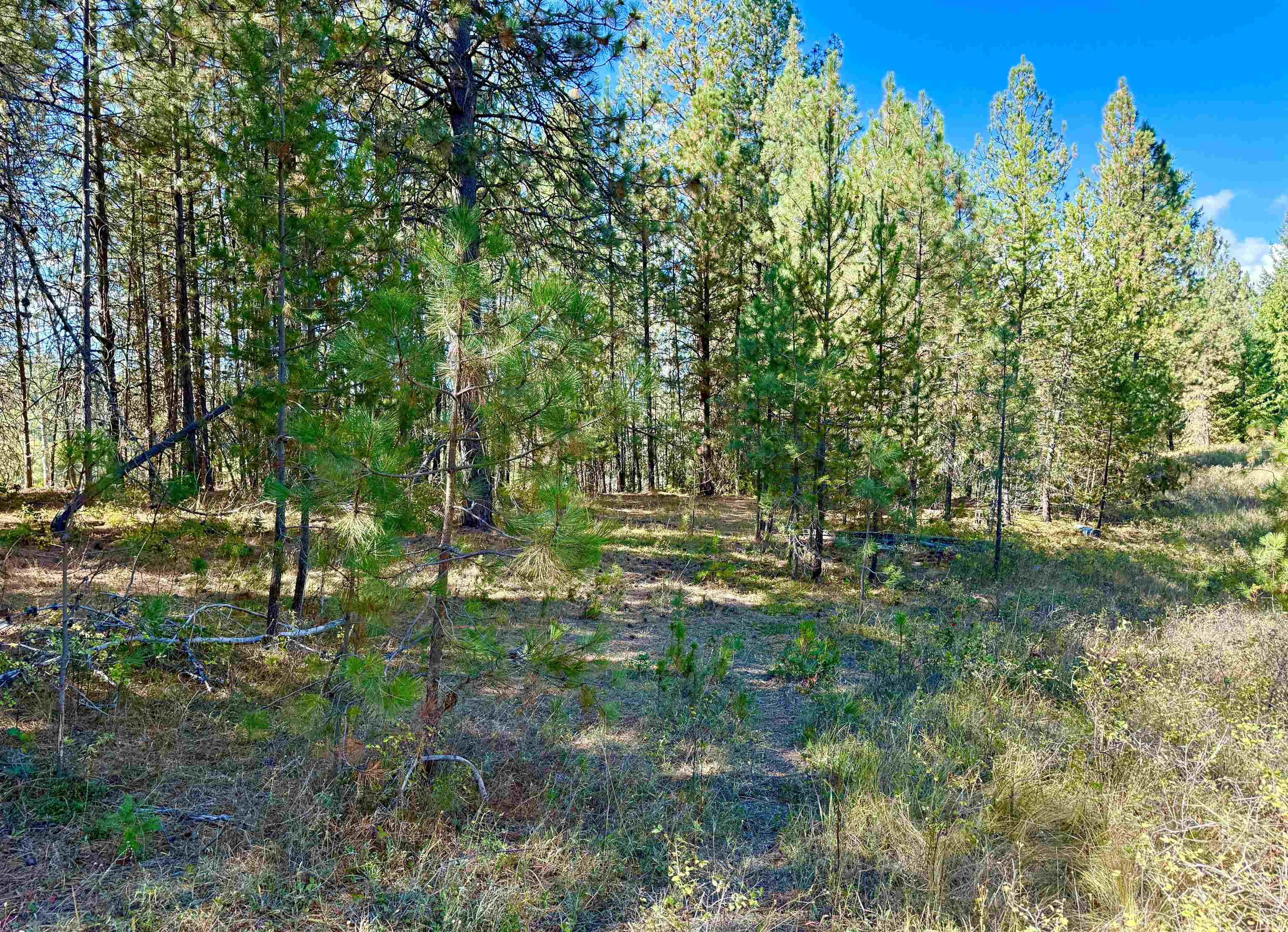 3961 Highway 231 Springdale, WA 99173 - Photo 34 of 46