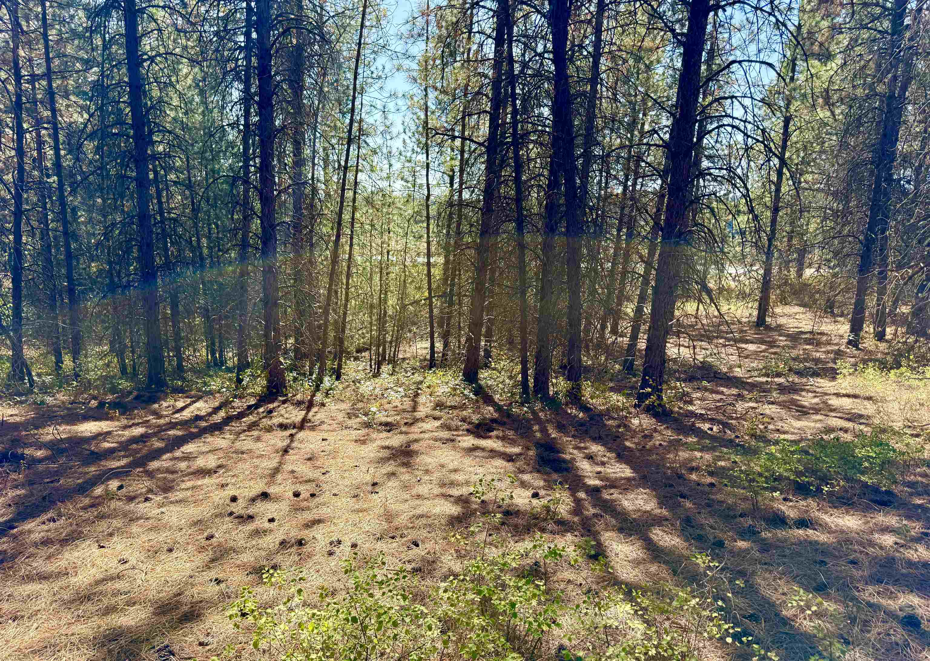 3961 Highway 231 Springdale, WA 99173 - Photo 38 of 46