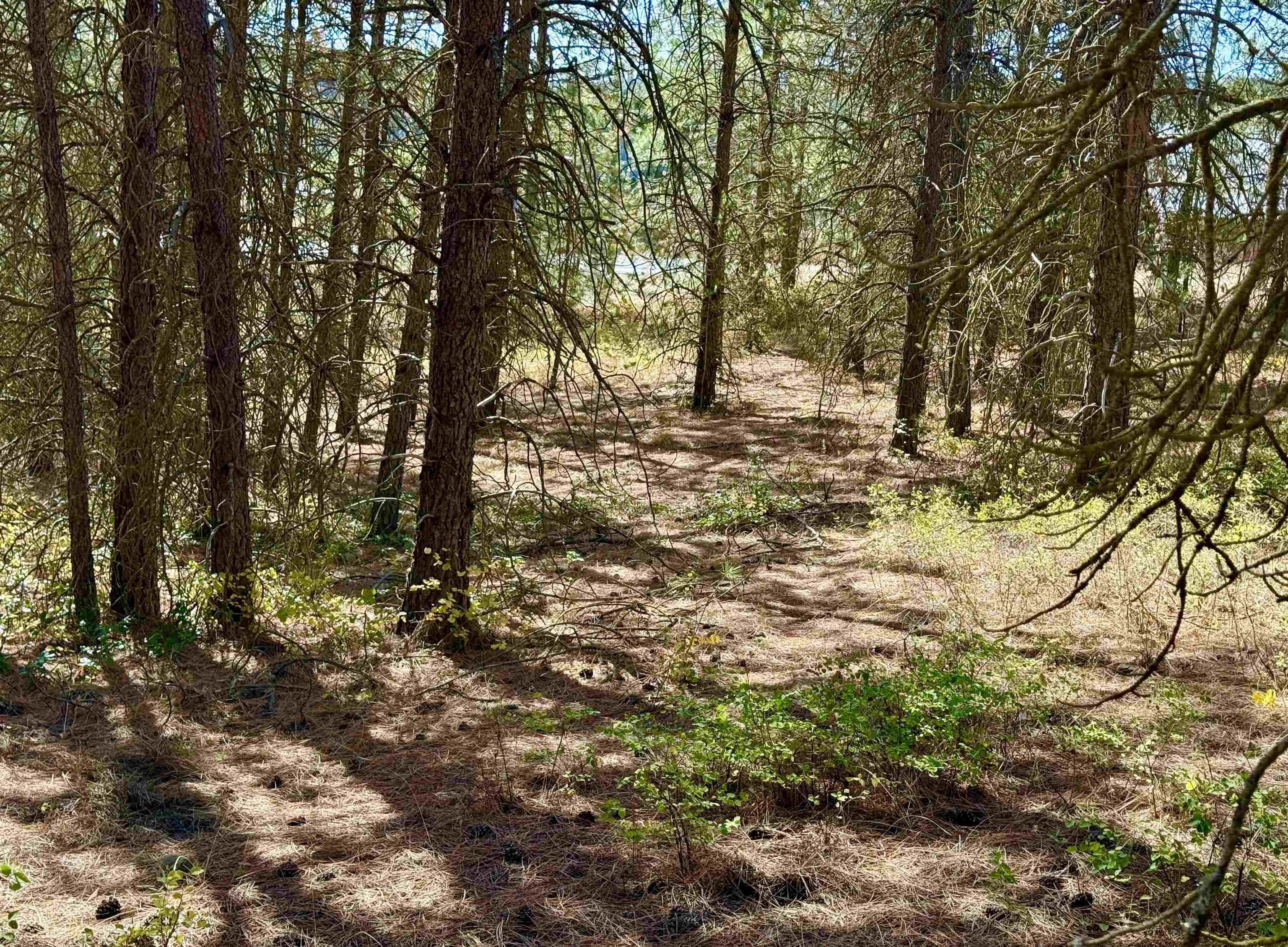 3961 Highway 231 Springdale, WA 99173 - Photo 39 of 46