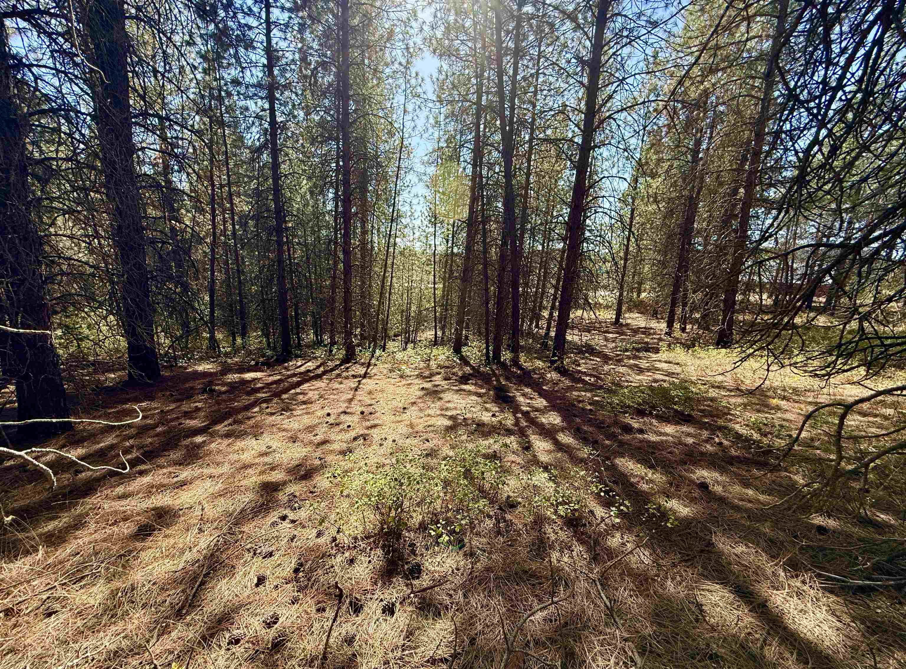 3961 Highway 231 Springdale, WA 99173 - Photo 40 of 46