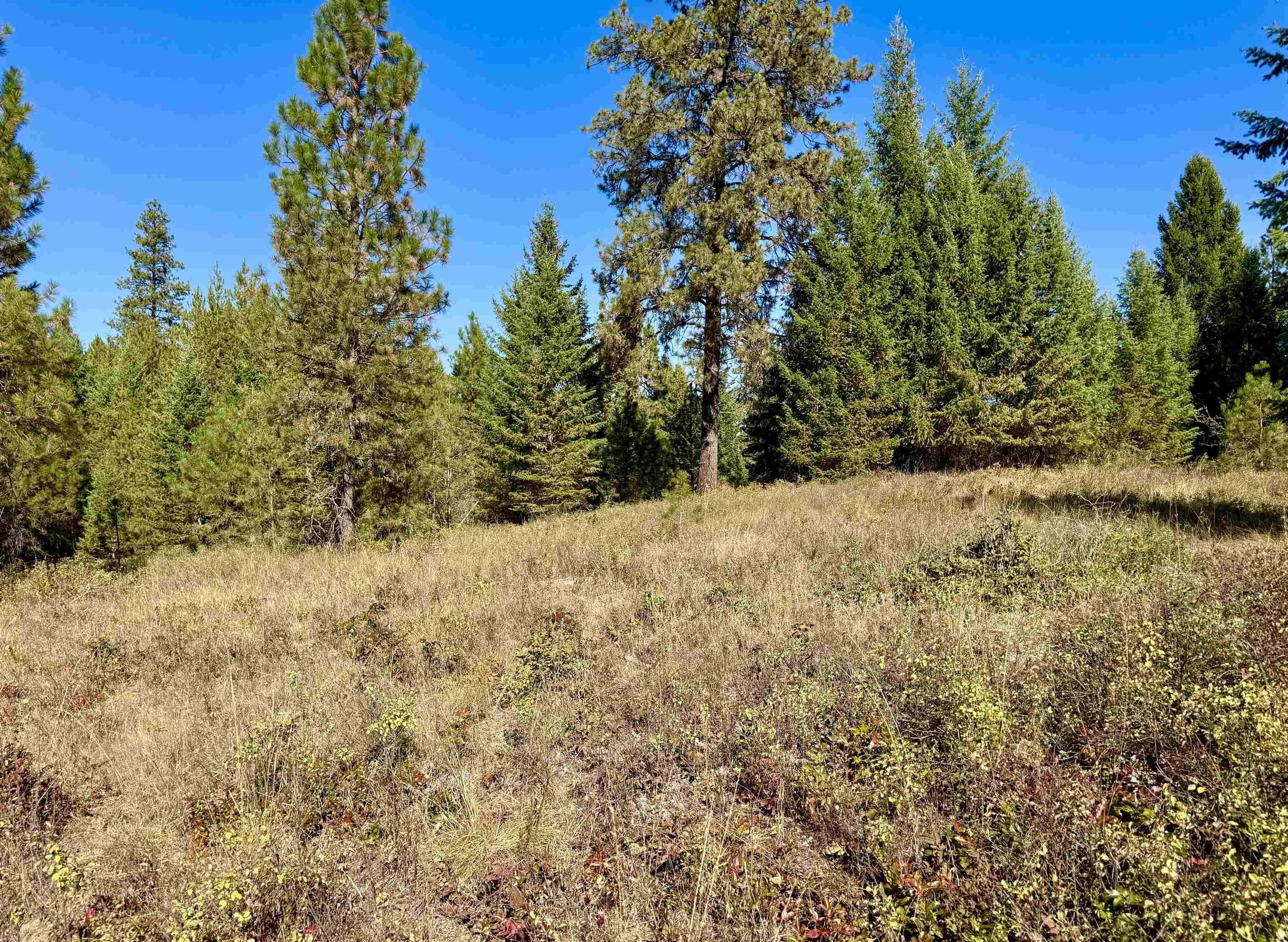 3961 Highway 231 Springdale, WA 99173 - Photo 4 of 46