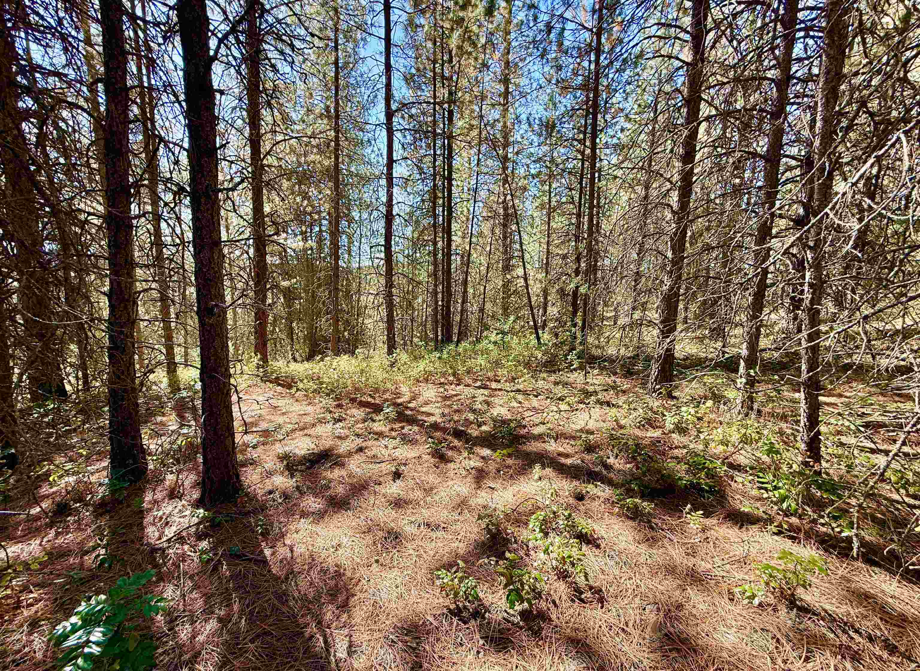 3961 Highway 231 Springdale, WA 99173 - Photo 41 of 46