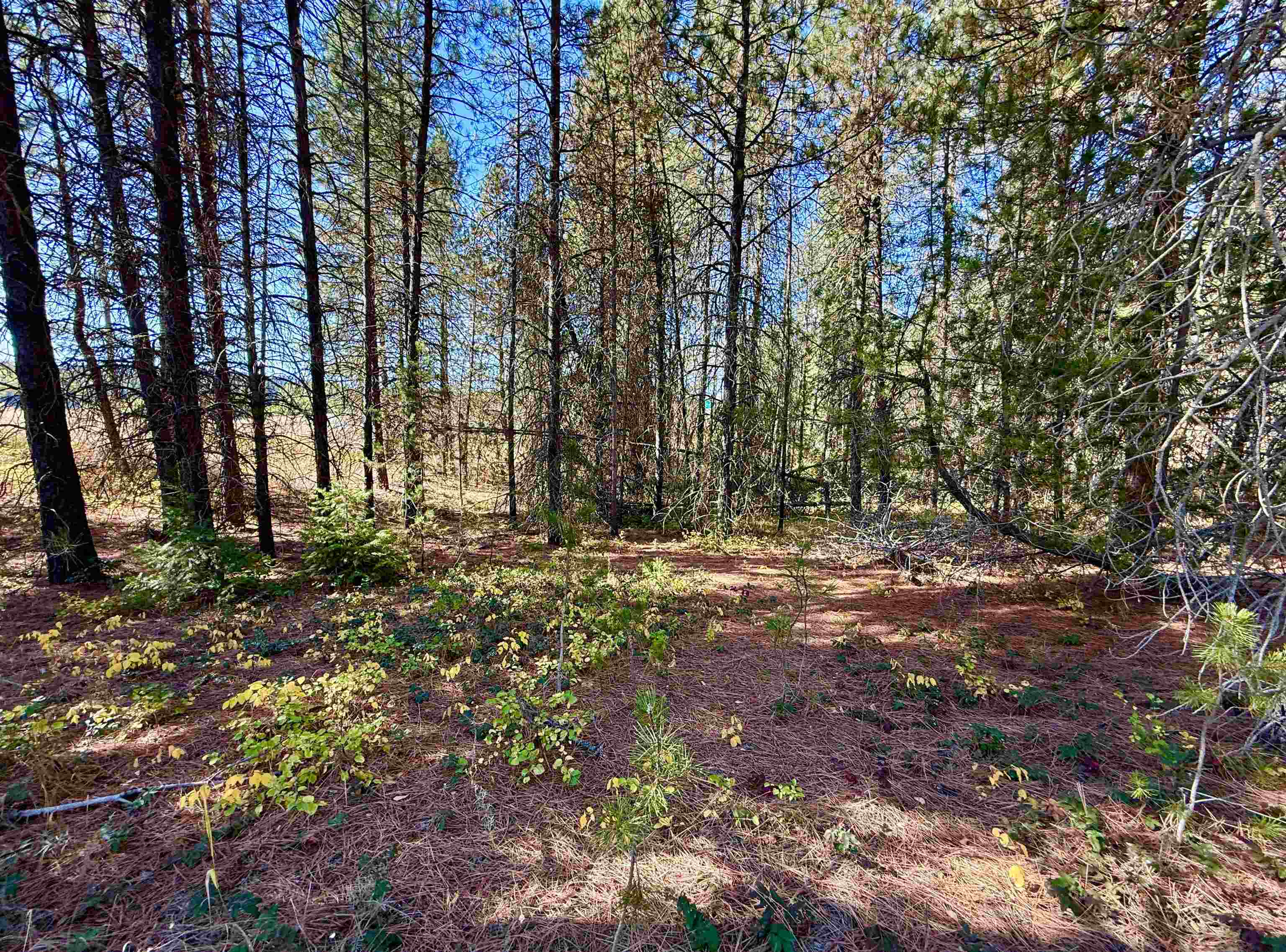 3961 Highway 231 Springdale, WA 99173 - Photo 46 of 46