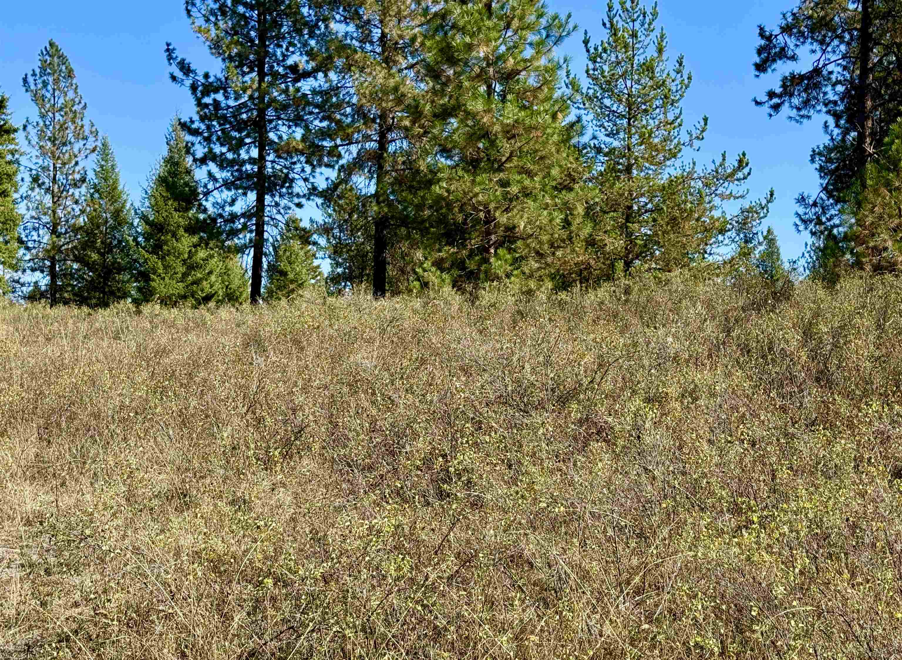 3961 Highway 231 Springdale, WA 99173 - Photo 8 of 46