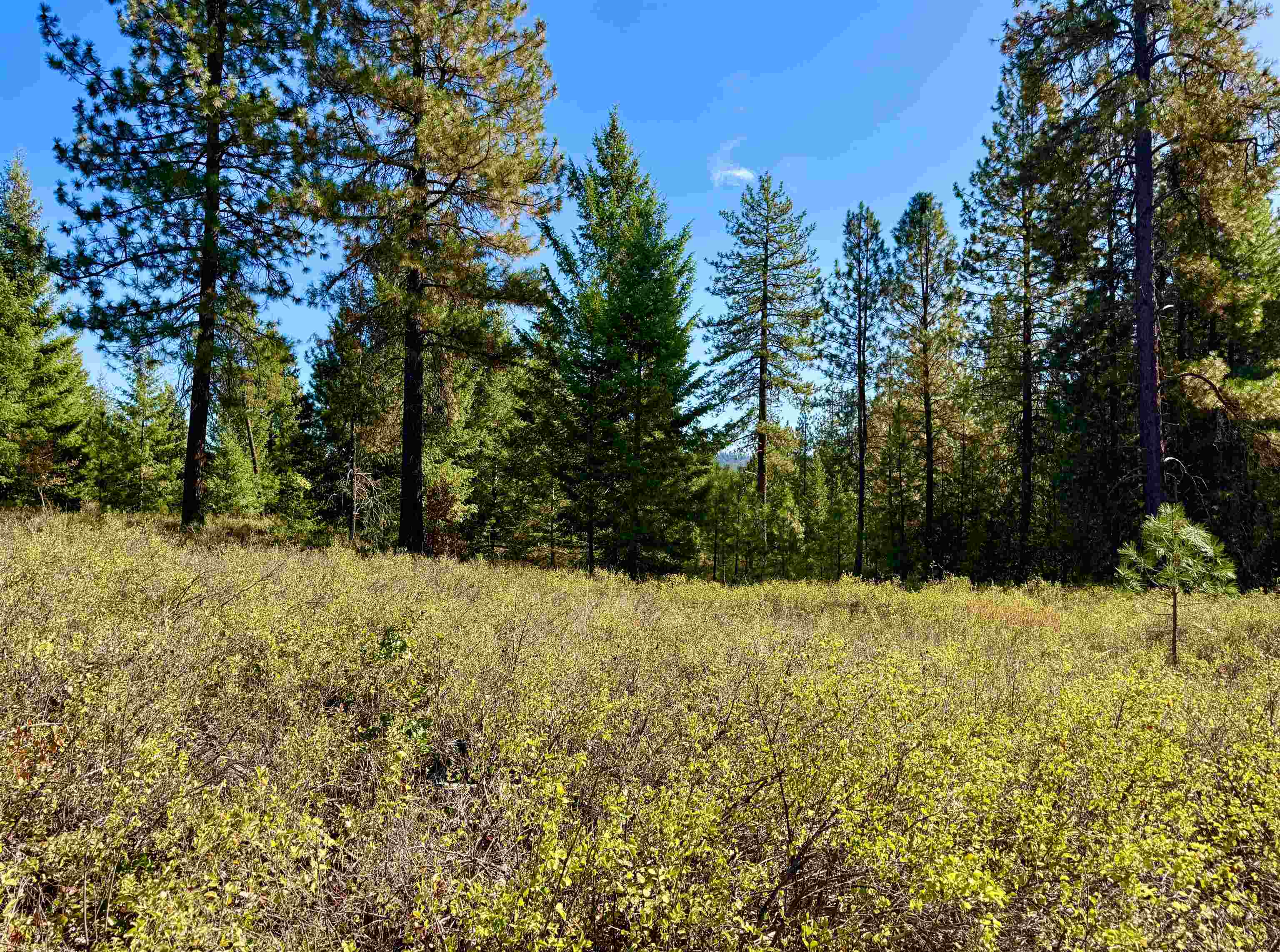 3961 Highway 231 Springdale, WA 99173 - Photo 10 of 46