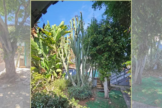 a view of a garden with plants