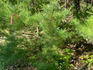 $55,000 | Lot #5 Bonnie Way, Winterport, ME 04496