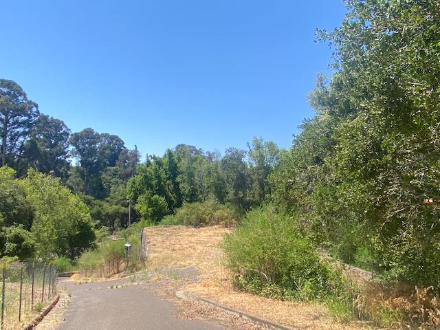 3932 Recreation Center Road Castro Valley, CA 94552 - Photo 7 of 9 a view of a yard with a tree