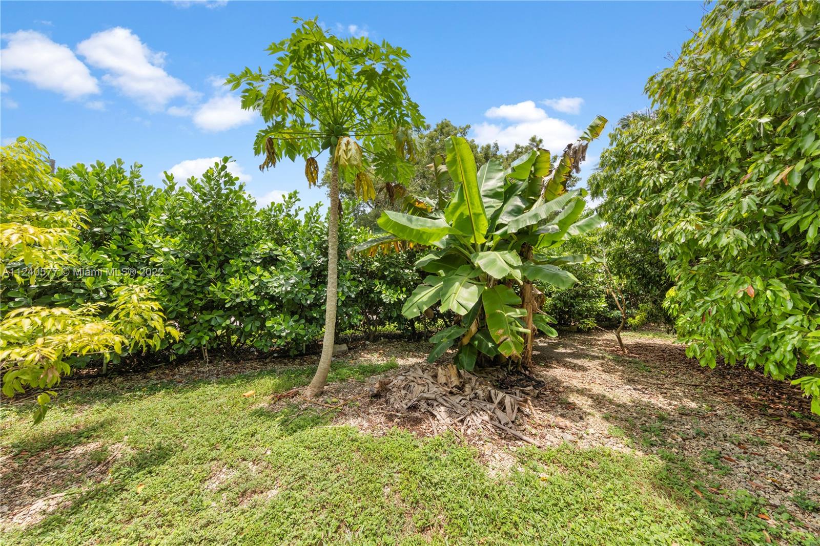 19760 Southwest 242nd Terrace Homestead, FL 33031 - Photo 44 of 49 a backyard of a house with lots of green space