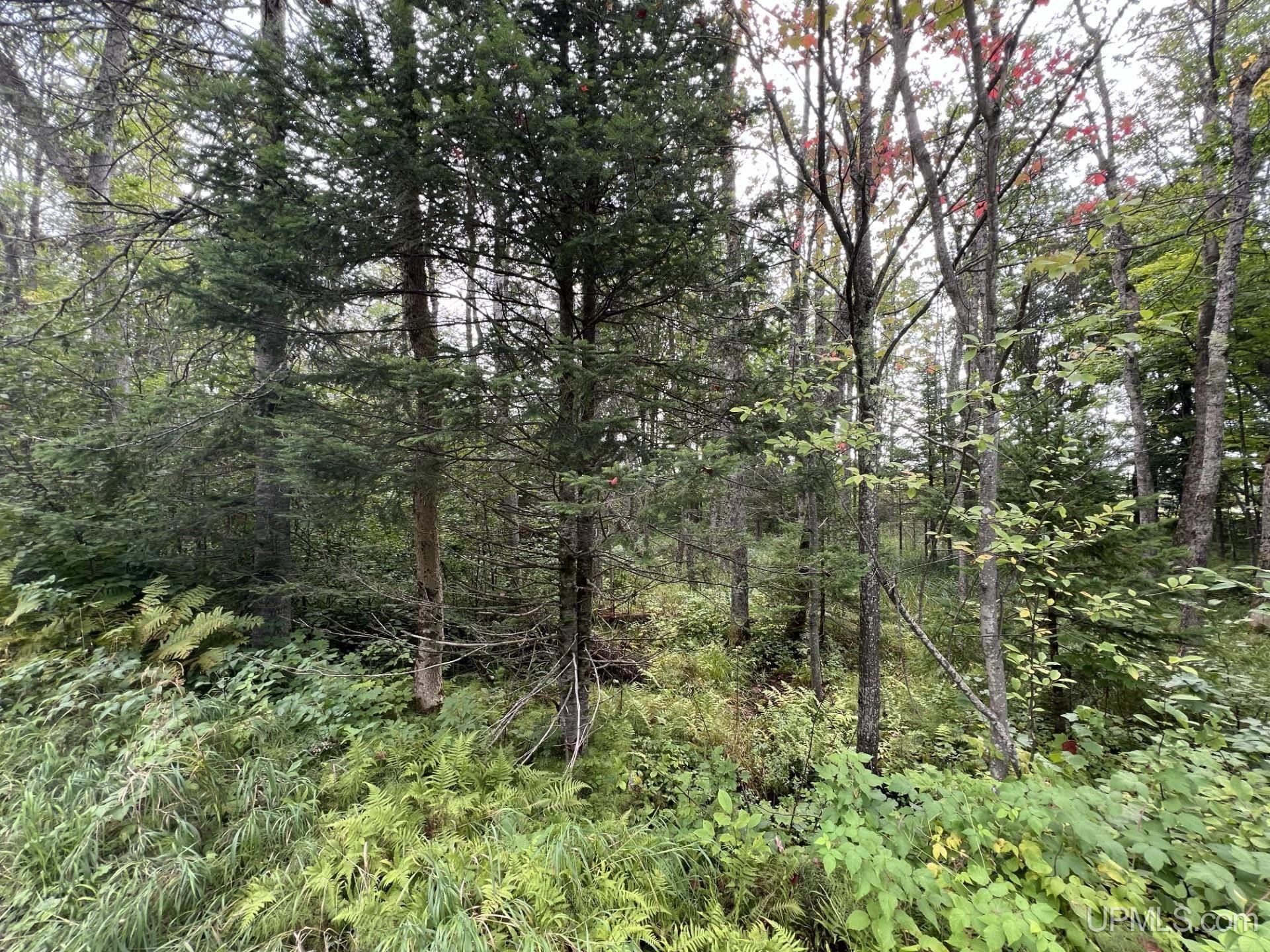 Tbd West Brule Lake Road Iron River, MI 49935 - Photo 2 of 4