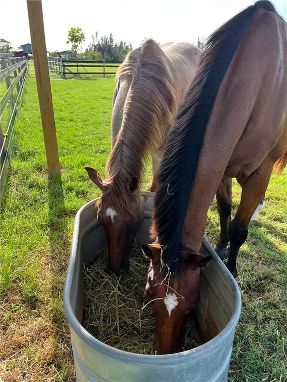 6050 Stringfellow Road St. James City, FL 33956 - Photo 9 of 23 Buddies at the barn