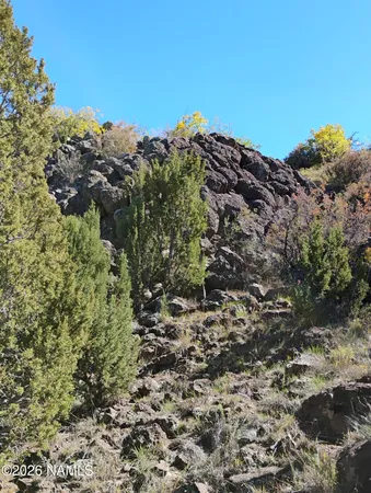 a view of a large tree
