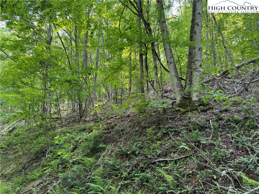 Lot 13 Larkspur Road Beech Mountain, NC 28604 - Photo 12 of 19 a view of a lush green forest