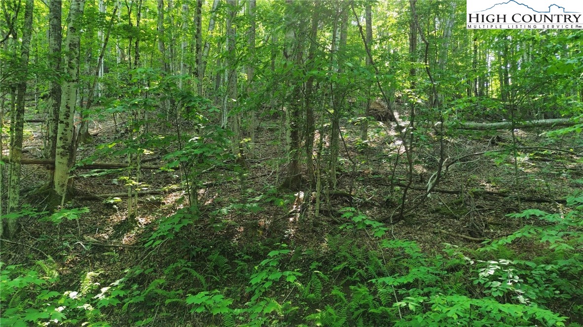 Lot 13 Larkspur Road Beech Mountain, NC 28604 - Photo 15 of 19 a view of a lush green forest