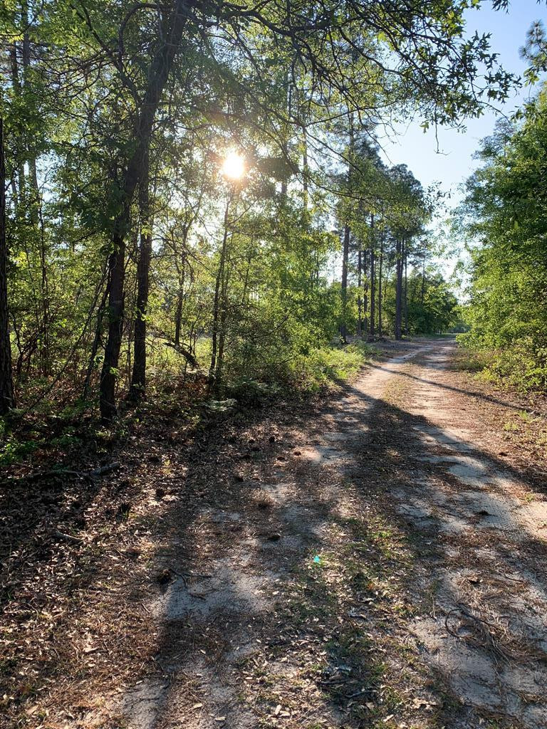 Lot 26 Maxwell Road Trenton, SC 29847 - Photo 4 of 7