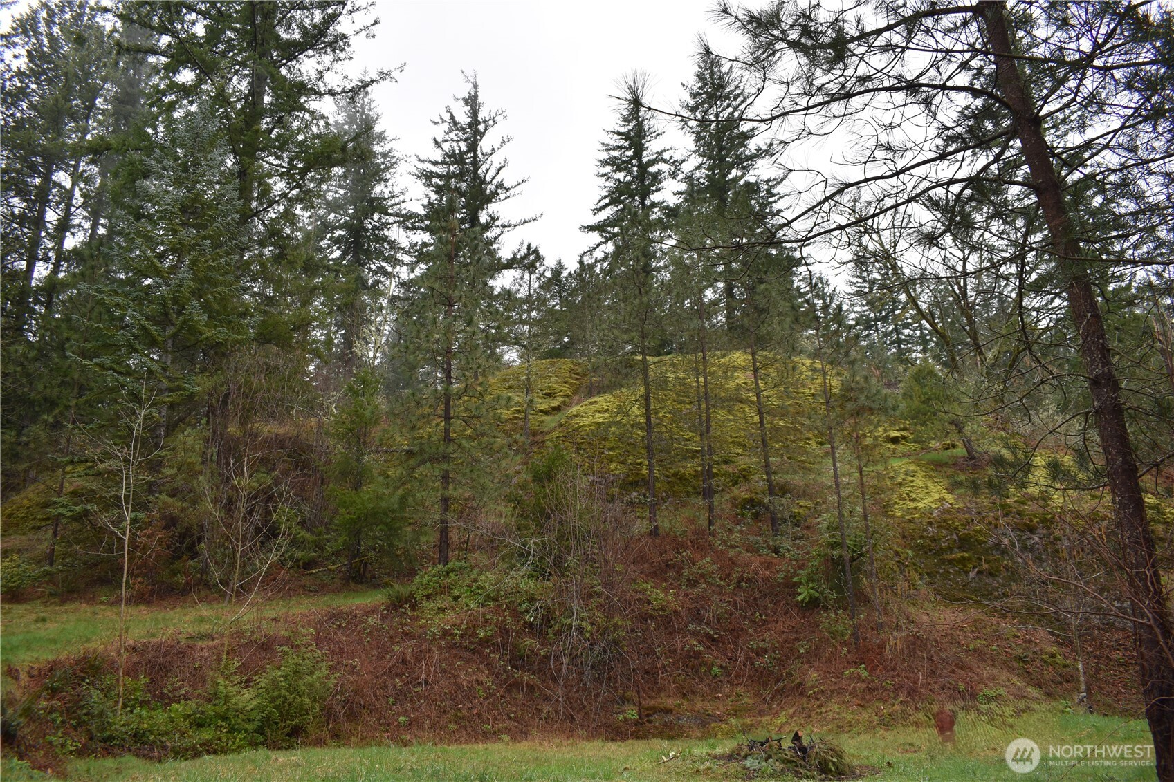 15327 May Creek Road Gold Bar, WA 98251 - Photo 27 of 35 a view of a forest with trees in the background
