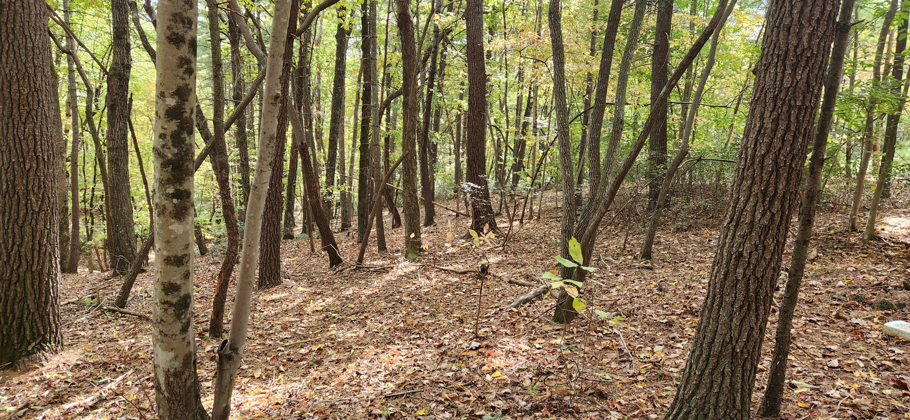 Lot 11 Ferrum Forest Road Ferrum, VA 24088 - Photo 2 of 5 a view of outdoor space with deck