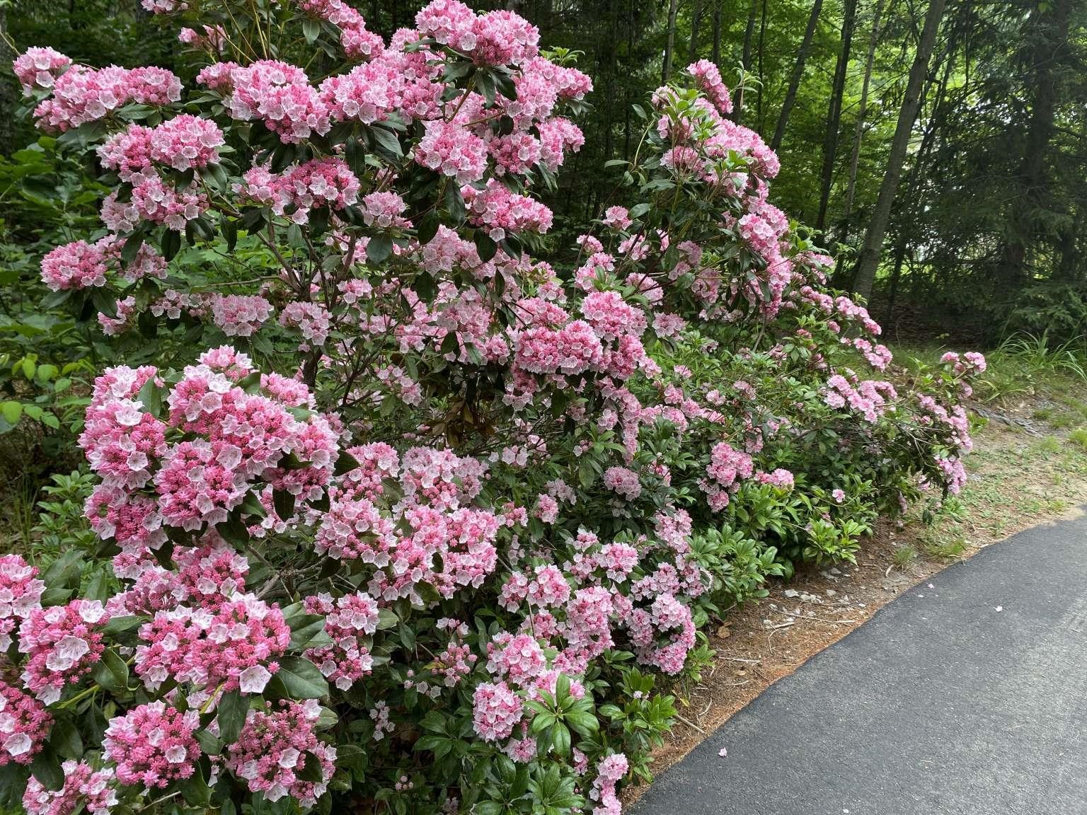 150 Witches Spring Road Hollis, NH 03049 - Photo 29 of 40