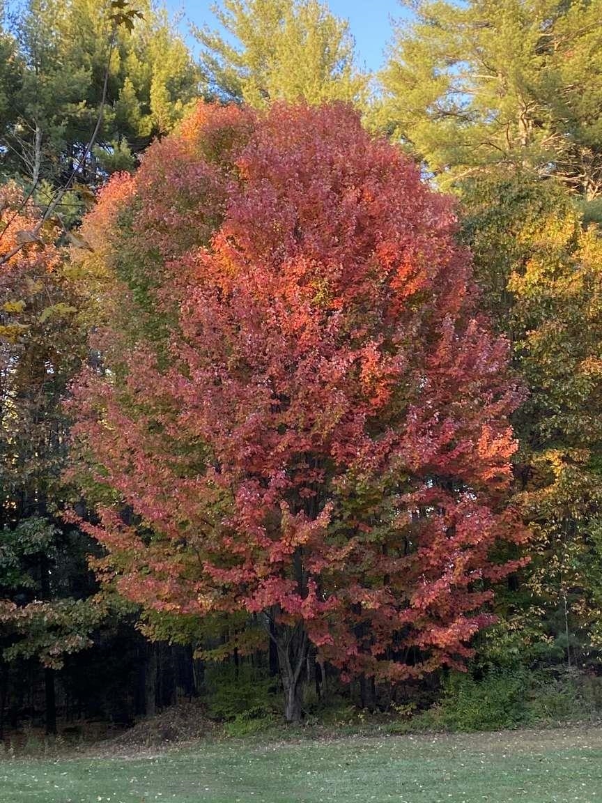 150 Witches Spring Road Hollis, NH 03049 - Photo 30 of 40