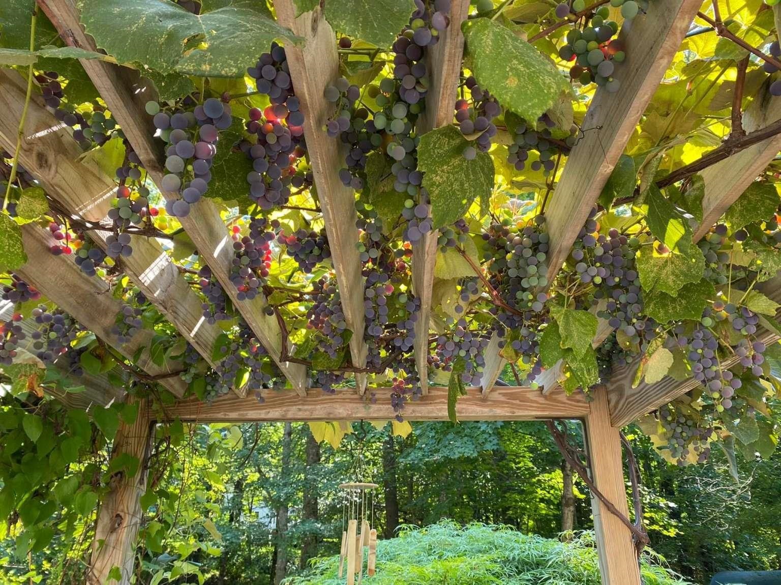 150 Witches Spring Road Hollis, NH 03049 - Photo 31 of 40