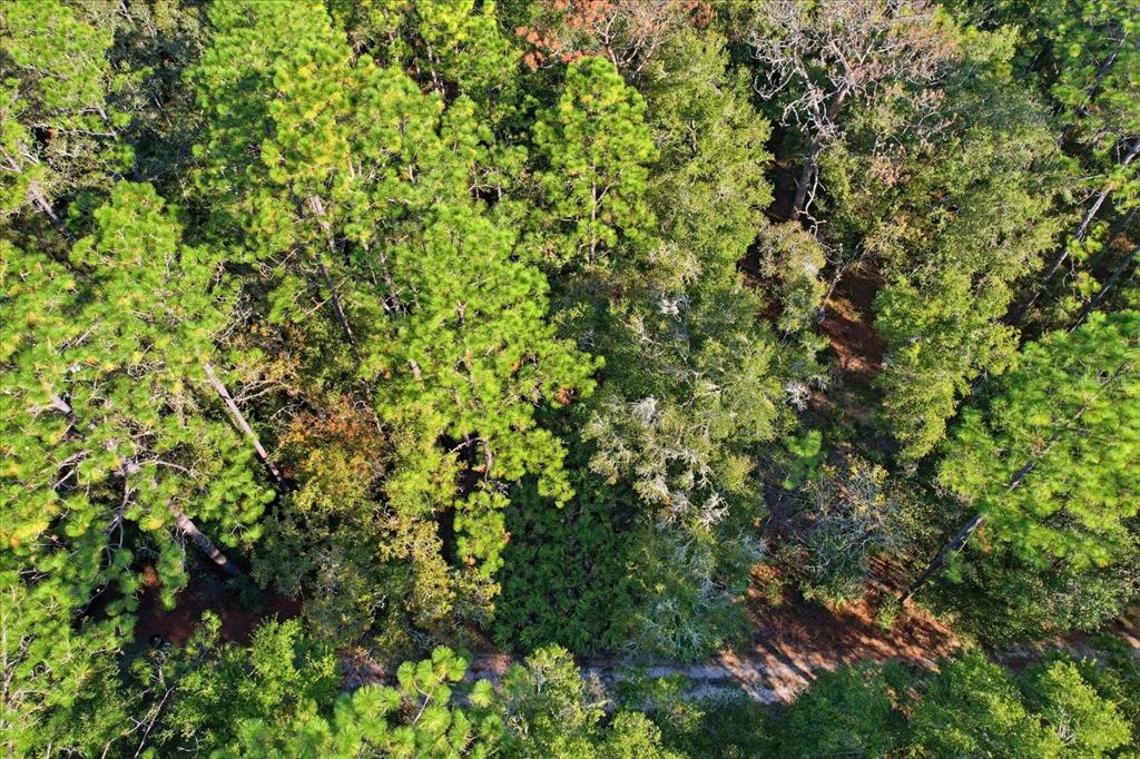 7637 West Rainbow Street Dunnellon, FL 34433 - Photo 4 of 4 a view of a tree