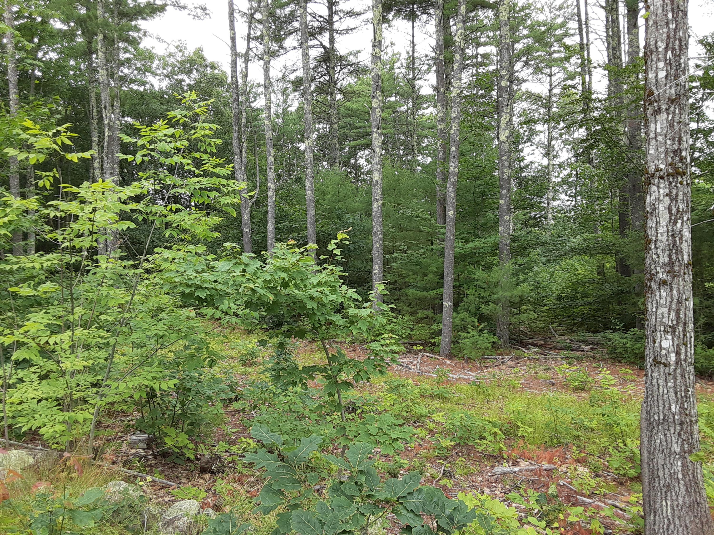 36-acres Deering Ridge Road Hollis Center, ME 04042 - Photo 2 of 7 DeeringRidge6