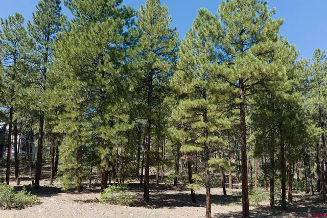 a view of a yard with plants and trees