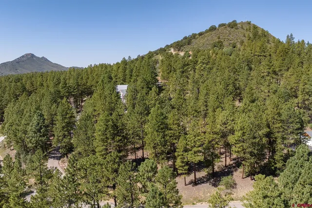 a view of a large trees with a mountain in the background