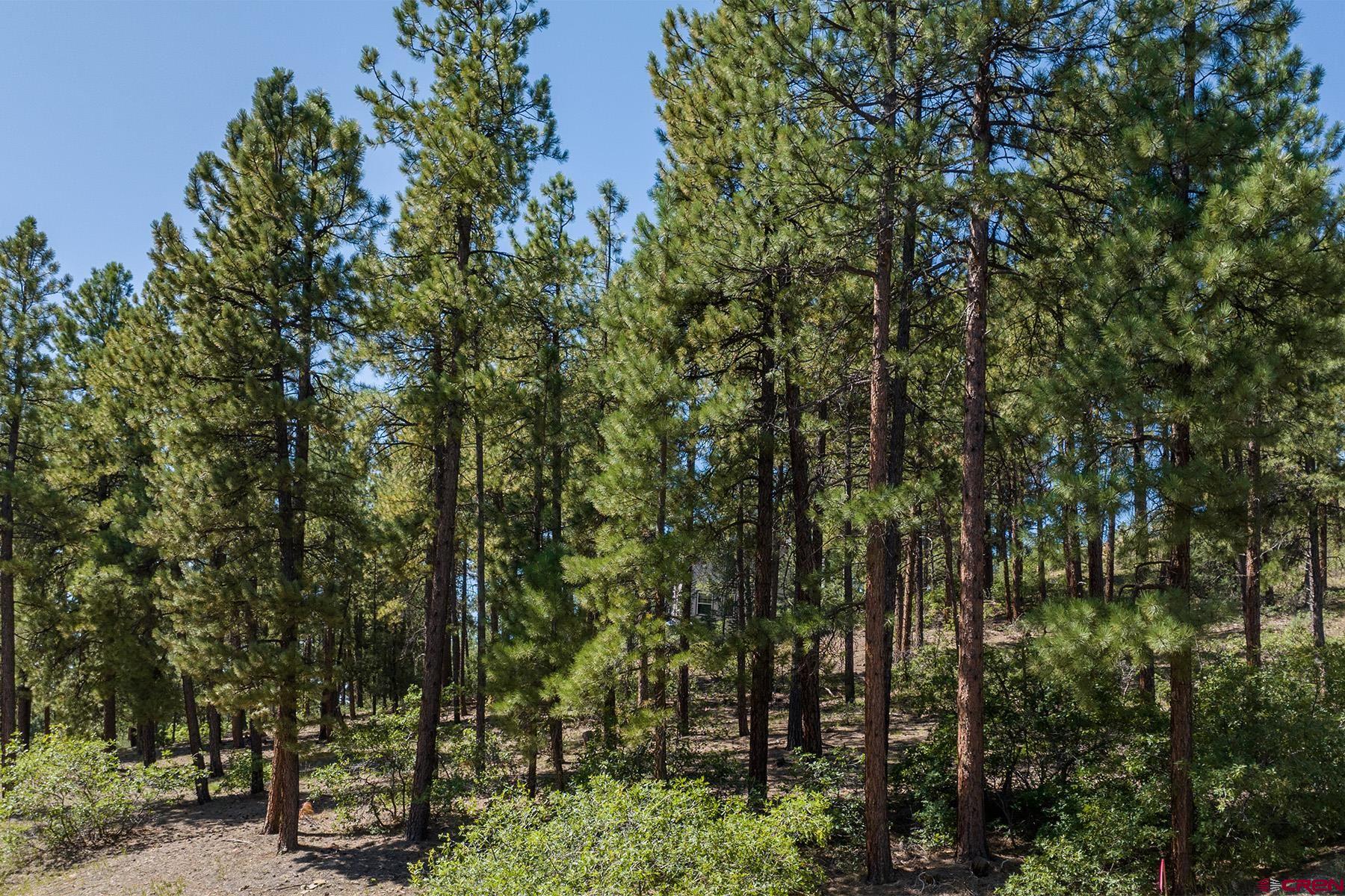 398 The Iron King Road Durango, CO 81301 - Photo 6 of 16 a view of forest