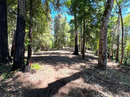 a view of tree