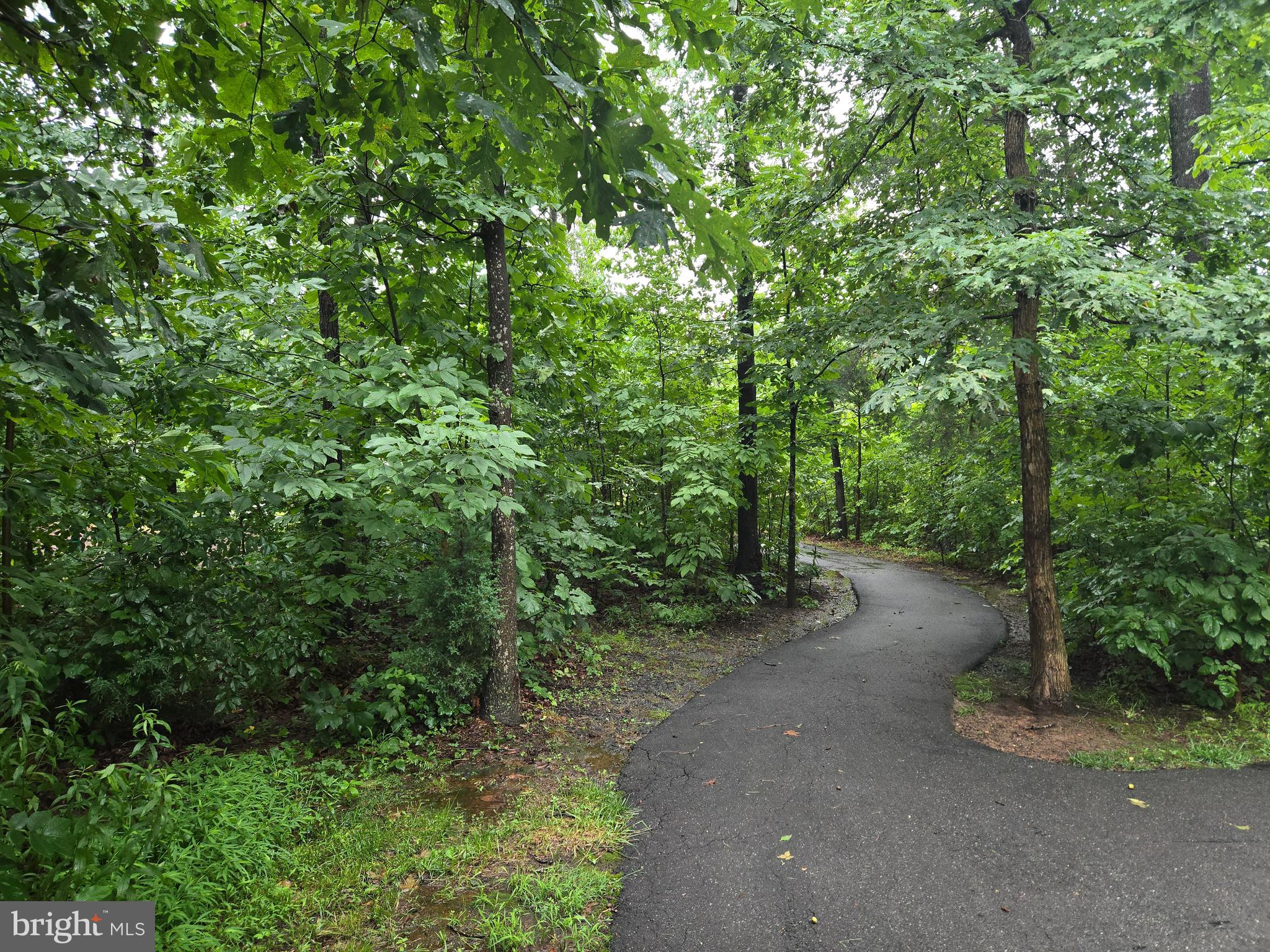12141 Aster Road Bristow, VA 20136 - Photo 62 of 65 a view of a forest with trees in the background