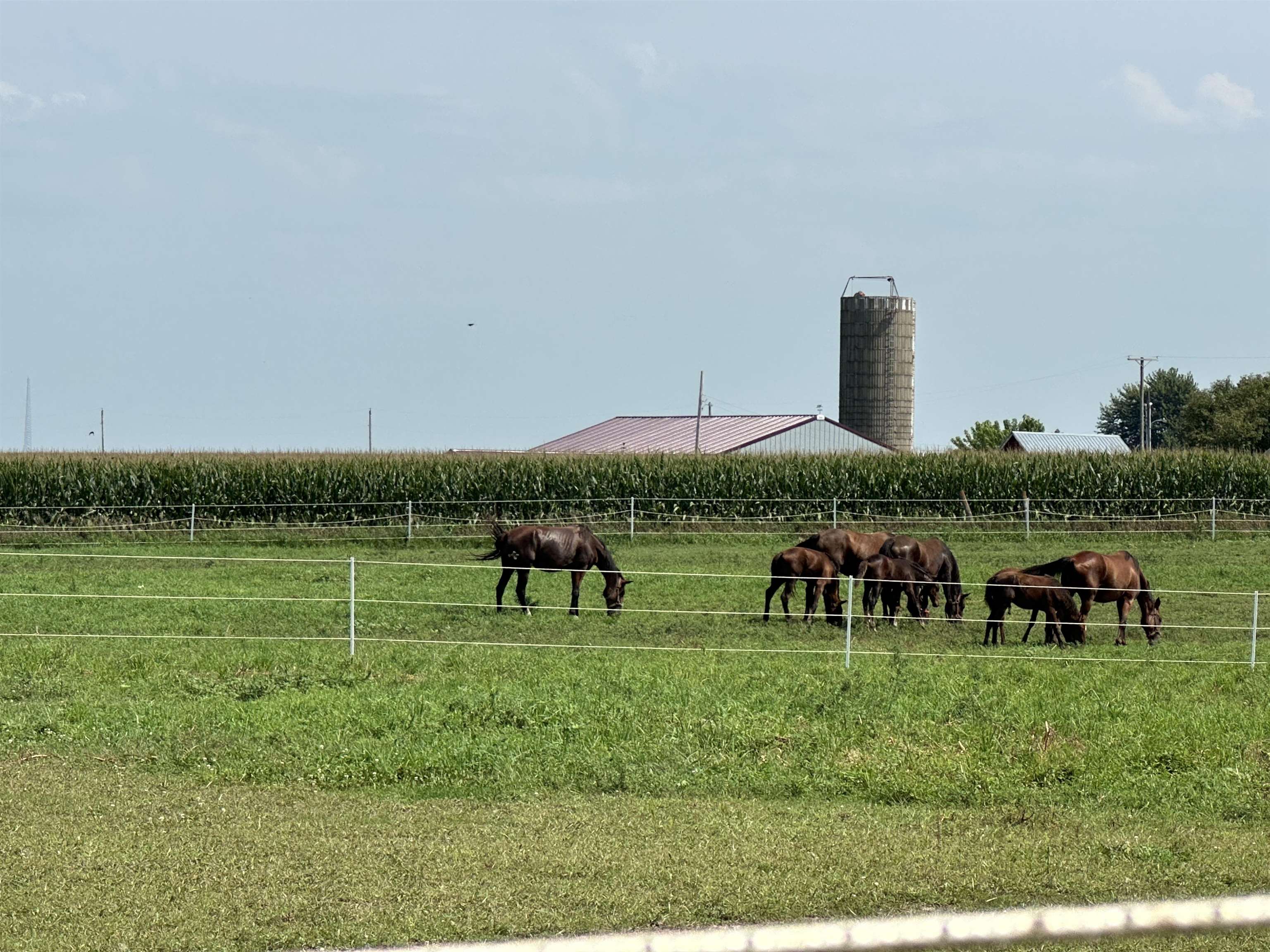 9896 Lincoln Road Morrison, IL 61270 - Photo 24 of 38 a view of two chairs and table in a yard