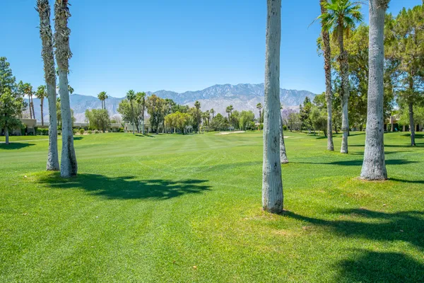 a view of a field with a tree in the background