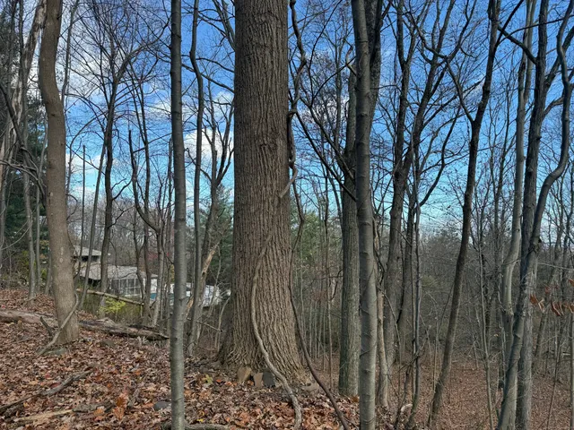 a backyard of a house with lots of green space