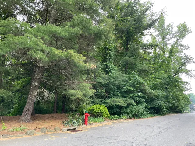 a view of a lush green forest
