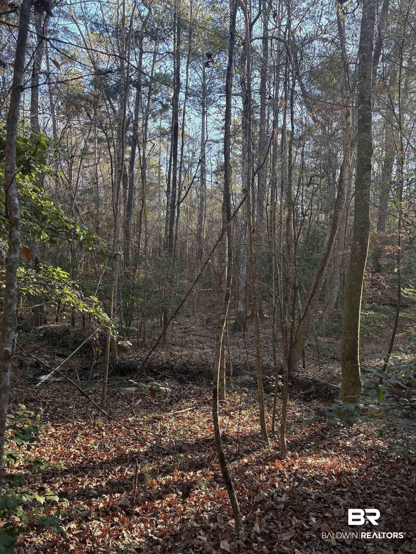 756 Ted Bates Road Evergreen, AL 36401 - Photo 8 of 28 View of landscape
