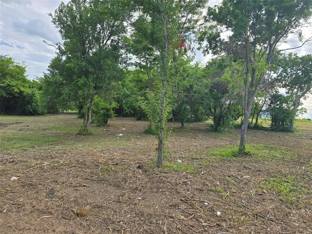 a view of a forest with trees in the background