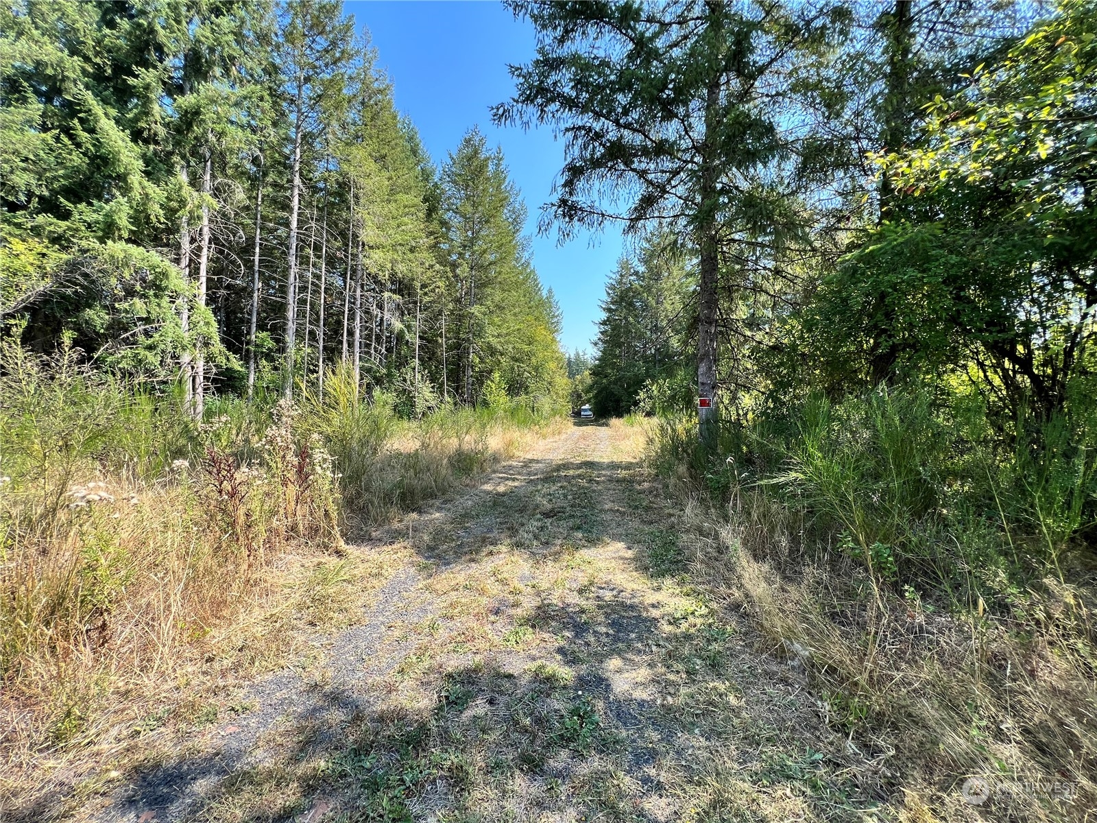 241 Gartner Road Winlock, WA 98596 - Photo 3 of 10 a view of a yard with a tree